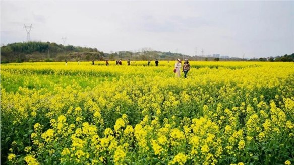 油菜花開(kāi)春意濃，田園風(fēng)光醉人心--火炬安泰組織婦女節(jié)戶外活動(dòng)